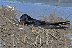 Barn Swallow - nesting