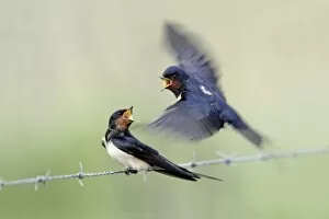 Barn Swallow - pair courtship displaying, male in flight, approaching female perched on fence