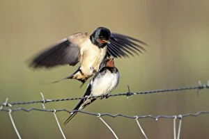 Barn Swallow - pair mating on fence