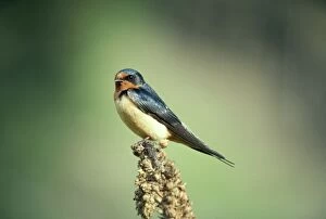 Images Dated 25th September 2012: Barn Swallow - on perch - UK