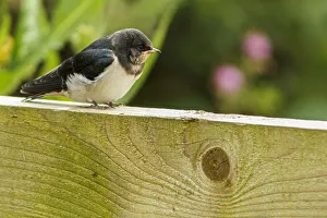 Barn Swallow - perched on a fence - England, UK. Barn Swallow - perched on a fence - England, UK Barn Swallow - perched on a fence - England, UK. Barn Swallow - perched on a fence - England, UK