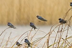 Barn Swallow perched on long grass under the rain