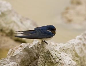 Barn Swallow - Perched on a stone