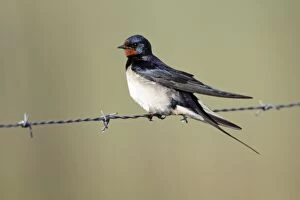 Images Dated 16th April 2009: Barn Swallow - resting on fence