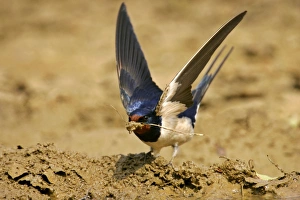 Images Dated 17th May 2006: Barn Swallow single individual collecting clay for nest construction Croatia