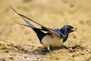 Clay Prints: Barn Swallow single individual collecting clay for nest construction Croatia