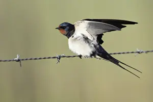 Swallows Prints: Barn Swallow - stretching wings, perched on fence, Lower Saxony, Germany