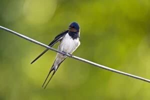 Images Dated 23rd June 2005: Barn Swallow - On wire