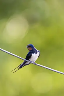 Swallows Prints: Barn Swallow On wire Cleveland, England, UK