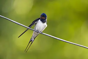 Barn Swallow On wire Cleveland, England, UK
