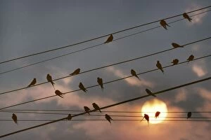 Images Dated 21st January 2011: Barn Swallow - on wire by sunset