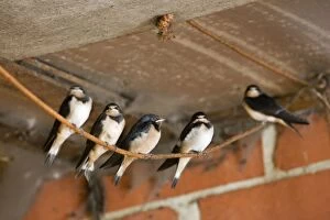 Barn Swallow - young birds in barn