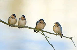 Barn swallows, Hirundo rustica, Stanley