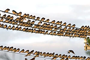 Images Dated 27th February 2010: Barn Swallows - massing on electricity cables prior to migrating - Grahamstown - Eastern Cape