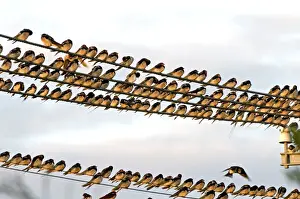 Flocks Prints: Barn Swallows - massing on electricity cables prior to migrating - Grahamstown - Eastern Cape - South Africa