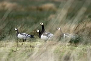 Images Dated 29th January 2008: Barnacle Geese