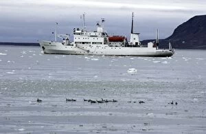 Images Dated 23rd July 2003: Barnacle Geese Alongside Arctic ship Prof Molcholov Coast of Spitzbergen