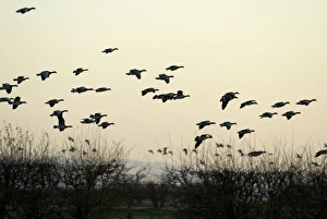 Images Dated 23rd November 2007: Barnacle Geese - In flight - Caelaverock Scotland
