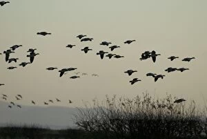 Images Dated 23rd November 2007: Barnacle Geese - In flight - Caelaverock Scotland