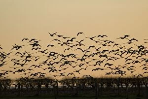 Images Dated 23rd November 2007: Barnacle Geese - In flight at sunset