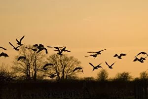 Barnacle Geese - In flight at sunset