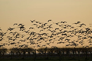 Images Dated 23rd November 2007: Barnacle Geese - In flight at sunset - Caelaverock Scotland
