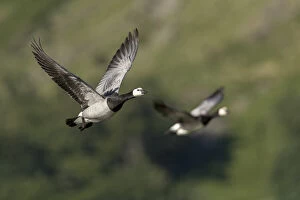 Branta Leucopsis Gallery: Barnacle Geese - Two Flying - Cumbria - UK