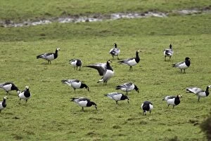 Images Dated 29th January 2008: Barnacle Geese - Grazing