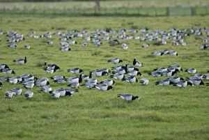 Images Dated 22nd November 2007: Barnacle Geese - Grazing - Caelaverock Scotland