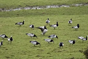 Barnacle Geese - Grazing - Islay Scotland