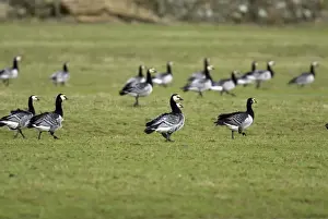Barnacle Geese - Grazing - Islay Scotland