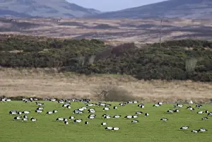 Barnacle Geese - Grazing - Islay Scotland