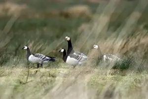 Islay Prints: Barnacle Geese - Islay Scotland