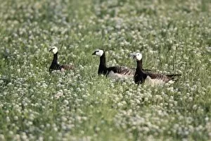 Barnacle Geese - resting on field of clover