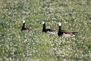 Clover Gallery: Barnacle Geese - resting on field of clover