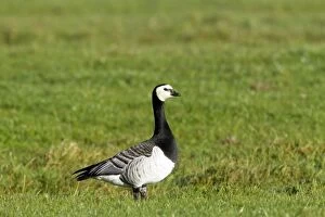 Images Dated 7th November 2010: Barnacle Goose