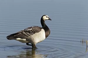 Images Dated 1st June 2011: Barnacle Goose