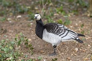 Images Dated 28th January 2015: Barnacle Goose