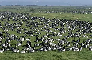 Mass Flock Prints: Barnacle Goose