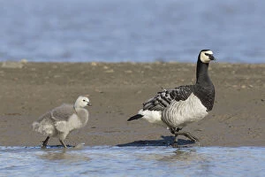 Barnacle Goose - adult with chick - Svalbard, Norway