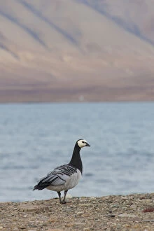 Branta Leucopsis Gallery: Barnacle Goose - adult goose in arctic landscape