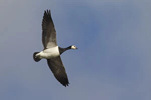 Branta Leucopsis Gallery: Barnacle Goose - adult goose in flight - Germany
