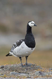 Barnacle Goose - adult goose - Norway