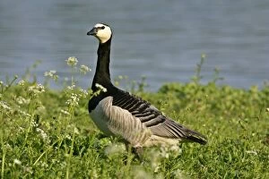 Barnacle Goose - alert adult in spring meadow at lakeshore