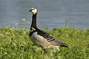 Barnacle Goose alert adult in spring meadow at lakeshore Park of Nymphenburg castle, Bavaria, Germany
