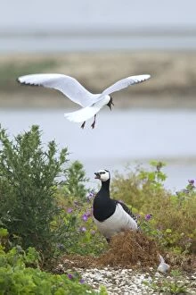 Barnacle Goose - being attacked by Black-headed