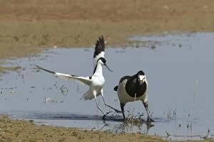 Images Dated 1st June 2011: Barnacle Goose and Avocet confontation