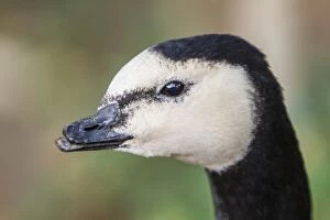 Barnacle Goose close-up