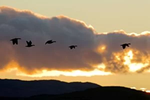 Images Dated 7th November 2010: Barnacle Goose - Dawn flight