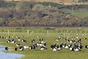 Images Dated 7th November 2010: Barnacle Goose - feeding on fields